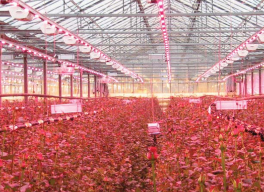 Create Your Green House With led grow lights Create Your Green House With led grow lights